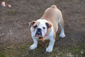 Mehr über den Artikel erfahren Englische Bulldogge Züchter und Welpen in Hovedstaden