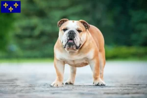 Mehr über den Artikel erfahren Englische Bulldogge Züchter und Welpen in Île-de-France