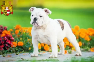 Mehr über den Artikel erfahren Englische Bulldogge Züchter und Welpen in Kärnten