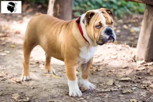 Mehr über den Artikel erfahren Englische Bulldogge Züchter und Welpen auf Korsika