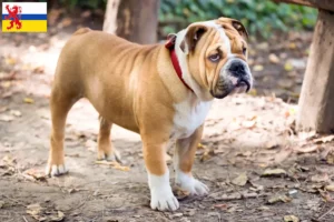 Mehr über den Artikel erfahren Englische Bulldogge Züchter und Welpen in Limburg