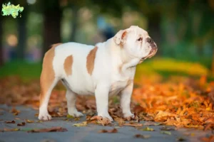 Mehr über den Artikel erfahren Englische Bulldogge Züchter und Welpen in Midtjylland