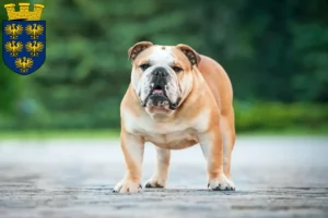 Mehr über den Artikel erfahren Englische Bulldogge Züchter und Welpen in Niederösterreich