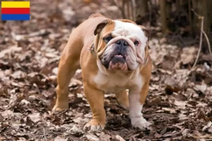 Mehr über den Artikel erfahren Englische Bulldogge Züchter und Welpen in Nordholland