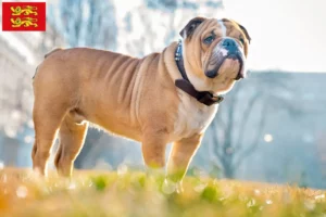 Mehr über den Artikel erfahren Englische Bulldogge Züchter und Welpen in der Normandie