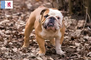 Mehr über den Artikel erfahren Englische Bulldogge Züchter und Welpen in Nouvelle-Aquitaine