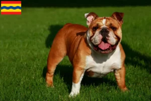 Mehr über den Artikel erfahren Englische Bulldogge Züchter und Welpen in Overijssel