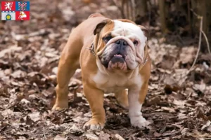 Mehr über den Artikel erfahren Englische Bulldogge Züchter und Welpen in Pardubice