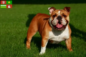 Mehr über den Artikel erfahren Englische Bulldogge Züchter und Welpen in Pilsen