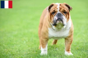 Mehr über den Artikel erfahren Englische Bulldogge Züchter und Welpen auf Réunion