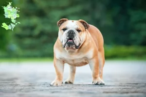 Mehr über den Artikel erfahren Englische Bulldogge Züchter und Welpen in Sjælland