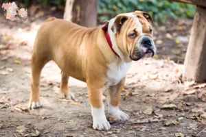 Mehr über den Artikel erfahren Englische Bulldogge Züchter und Welpen in Syddanmark