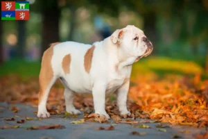 Mehr über den Artikel erfahren Englische Bulldogge Züchter und Welpen in Ústí