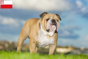 Mehr über den Artikel erfahren Englische Bulldogge Züchter und Welpen in Utrecht