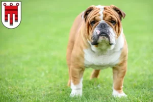 Mehr über den Artikel erfahren Englische Bulldogge Züchter und Welpen in Vorarlberg