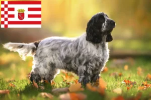 Mehr über den Artikel erfahren English Cocker Spaniel Züchter und Welpen in Bremen