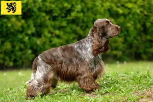 Mehr über den Artikel erfahren English Cocker Spaniel Züchter und Welpen in Flandern