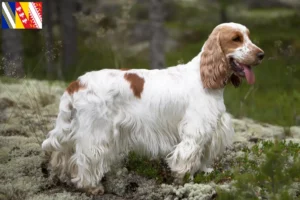 Mehr über den Artikel erfahren English Cocker Spaniel Züchter und Welpen in Grand Est