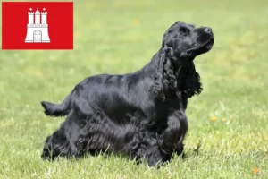 Mehr über den Artikel erfahren English Cocker Spaniel Züchter und Welpen in Hamburg