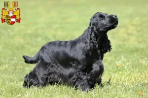 Mehr über den Artikel erfahren English Cocker Spaniel Züchter und Welpen in Kärnten