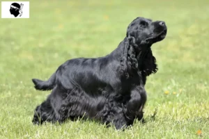 Mehr über den Artikel erfahren English Cocker Spaniel Züchter und Welpen auf Korsika