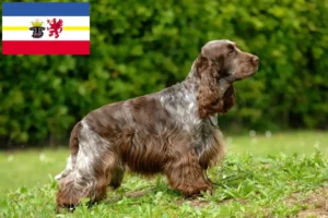 Mehr über den Artikel erfahren English Cocker Spaniel Züchter und Welpen in Mecklenburg-Vorpommern