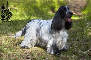 Mehr über den Artikel erfahren English Cocker Spaniel Züchter und Welpen in Neukaledonien