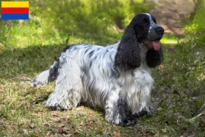 Mehr über den Artikel erfahren English Cocker Spaniel Züchter und Welpen in Nordholland