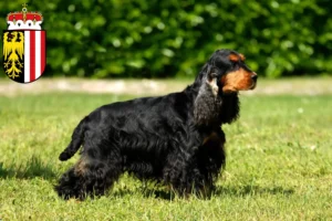 Mehr über den Artikel erfahren English Cocker Spaniel Züchter und Welpen in Oberösterreich