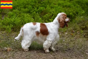 Mehr über den Artikel erfahren English Cocker Spaniel Züchter und Welpen in Overijssel