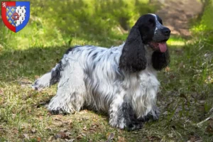 Mehr über den Artikel erfahren English Cocker Spaniel Züchter und Welpen in Pays de la Loire