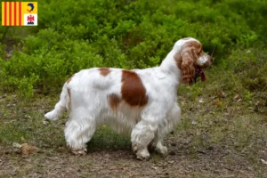 Mehr über den Artikel erfahren English Cocker Spaniel Züchter und Welpen in der Provence-Alpes-Côte d’Azur