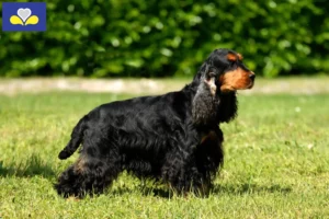 Mehr über den Artikel erfahren English Cocker Spaniel Züchter und Welpen in Region Brüssel-Hauptstadt