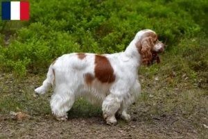 Mehr über den Artikel erfahren English Cocker Spaniel Züchter und Welpen auf Réunion