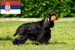 Mehr über den Artikel erfahren English Cocker Spaniel Züchter und Welpen in Serbien