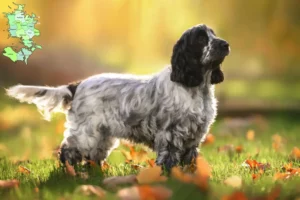 Mehr über den Artikel erfahren English Cocker Spaniel Züchter und Welpen in Sjælland