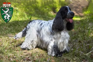 Mehr über den Artikel erfahren English Cocker Spaniel Züchter und Welpen in der Steiermark