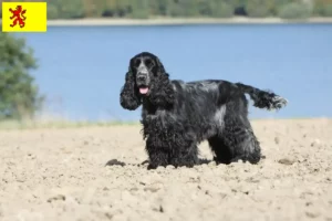 Mehr über den Artikel erfahren English Cocker Spaniel Züchter und Welpen in Südholland