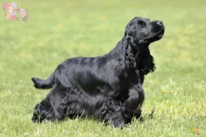 Mehr über den Artikel erfahren English Cocker Spaniel Züchter und Welpen in Syddanmark