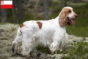 Mehr über den Artikel erfahren English Cocker Spaniel Züchter und Welpen in Utrecht