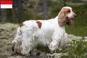 Mehr über den Artikel erfahren English Cocker Spaniel Züchter und Welpen in Wien