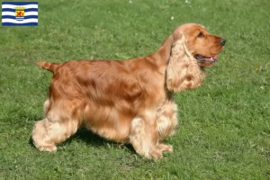 Mehr über den Artikel erfahren English Cocker Spaniel Züchter und Welpen in Zeeland