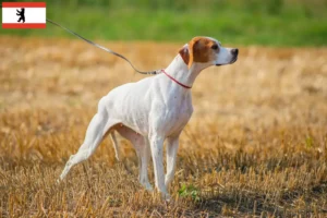 Mehr über den Artikel erfahren English Pointer Züchter und Welpen in Berlin