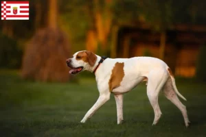 Mehr über den Artikel erfahren English Pointer Züchter und Welpen in Bremen