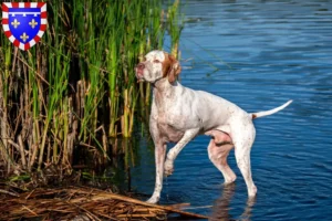 Mehr über den Artikel erfahren English Pointer Züchter und Welpen in Centre-Val de Loire