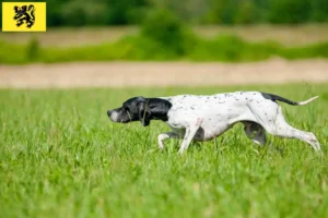 Mehr über den Artikel erfahren English Pointer Züchter und Welpen in Flandern