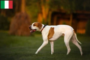 Mehr über den Artikel erfahren English Pointer Züchter und Welpen in Italien