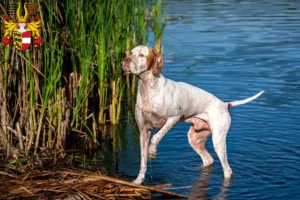 Mehr über den Artikel erfahren English Pointer Züchter und Welpen in Kärnten