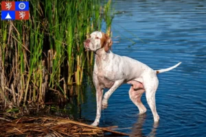 Mehr über den Artikel erfahren English Pointer Züchter und Welpen in Liberec