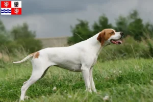 Mehr über den Artikel erfahren English Pointer Züchter und Welpen in Mittelböhmen